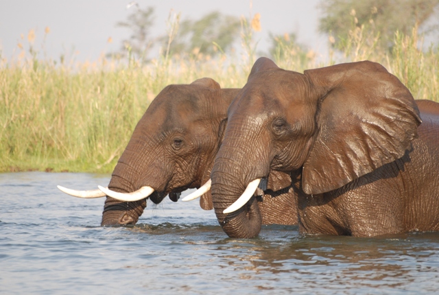 Ellies in zambezi