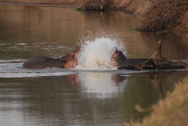 Hippo at tafika
